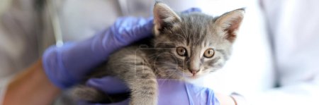 Foto de Primer plano de médico veterinario femenino sosteniendo gatito pequeño en las manos. Examen médico de gato en clínica veterinaria, concepto de medicina veterinaria - Imagen libre de derechos