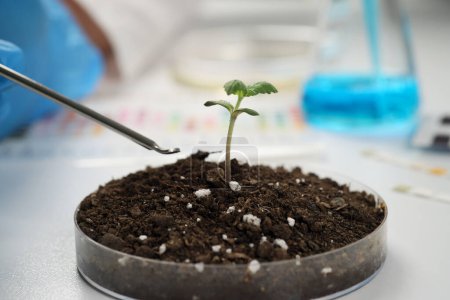 Foto de Científico toma muestra de suelo negro de Petri plato con brote de planta de cannabis. Laboratorio observa y estudia crecimiento de marihuana - Imagen libre de derechos