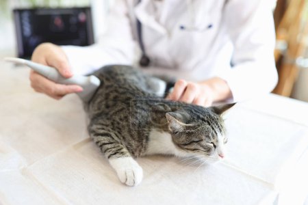 Téléchargez les photos : Gros plan de la femme vétérinaire faisant un diagnostic par échographie pour le chat gris rayé en clinique. Concept d'office vétérinaire - en image libre de droit