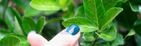 Photo for Close-up of woman hand with perfect manicure touching green plant leaves with dew drops. Natural background. Farming concept - Royalty Free Image