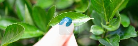 Photo for Close-up of female hand with blue manicure touching green fresh tea leaves. Natural background. Farming concept - Royalty Free Image