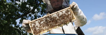 Photo for Bee keeper in uniform standing holding honeybee frame near beehive. Male beekeeper working with honeybee frames in sunny day. - Royalty Free Image