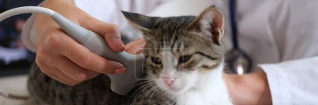 Téléchargez les photos : Cat undergoes an ultrasound in vet office. Veterinarian makes ultrasound examination of abdomen of kitten in veterinary clinic. - en image libre de droit