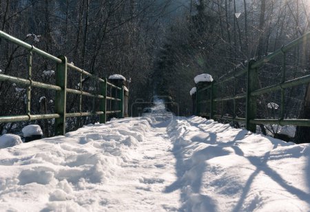 Foto de Árboles cubiertos de nieve en el parque - Imagen libre de derechos