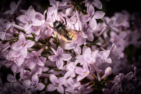 Téléchargez les photos : Abeille sur une fleur violette - en image libre de droit