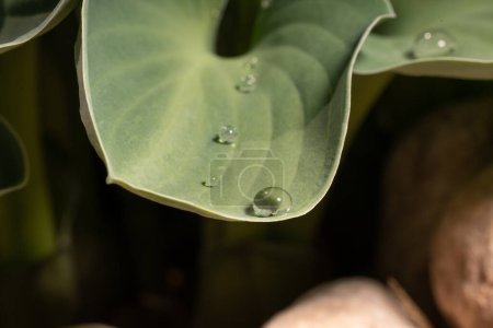 Photo for Close up of a plant with water drops - Royalty Free Image