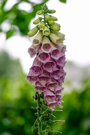 Photo for Foxglove purpurea, digitalis vulgaris, or Lady's glove - Royalty Free Image