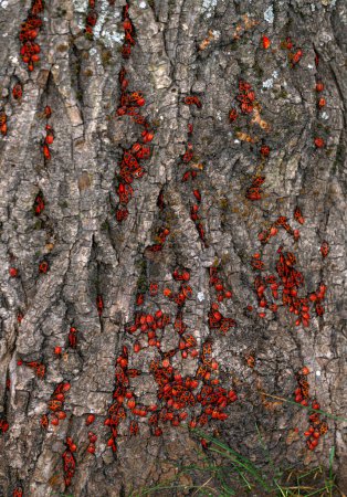 Foto de Los insectos rojos se arrastran sobre la corteza de un árbol - Imagen libre de derechos