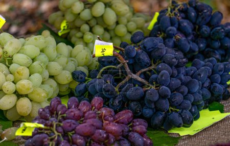 Téléchargez les photos : Récolte à partir de raisins de différentes variétés cultivées sur le point le plus septentrional de l'Europe. Raisins rose, vert, rouge et noir - en image libre de droit