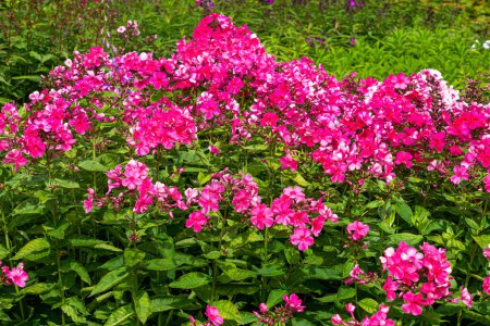 Beautiful bright pink phlox flowers in the garden in summer.