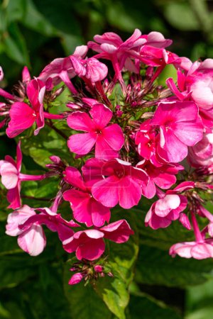 Beautiful bright pink phlox flowers in the garden in summer.