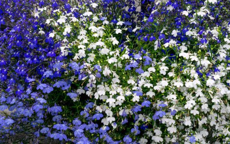 Blue and white flowers at the beginning of the blooming season