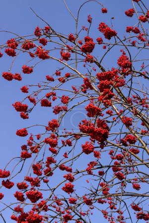 Red bunches of rowan on the branches