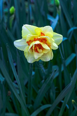 One large yellow narcissus flower in a greenhouse