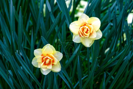 Two large yellow narcissus flowers in a greenhouse