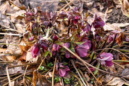 Burgundy hellebore flowers make their way to the sun in spring