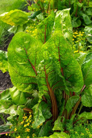 A bush of healthy edible chard with large green leaves with red veins