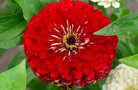 Large red zinnia flower in a flowerbed in the garden