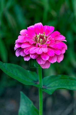 Large lilac zinnia flower in a flowerbed in the garden