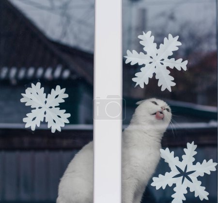 Foto de Gato orejudo blanco en la ventana de la casa en invierno. Los copos de nieve de Año Nuevo se pegan en la ventana. El gato lame el vaso. La lengua rosada de un gato. Año nuevo y Navidad 2023. Foto de alta calidad - Imagen libre de derechos