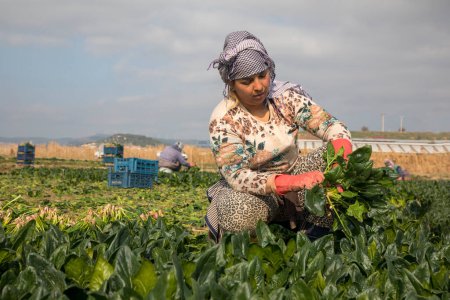 Photo for Seyrek - Foca - Izmir - Turkey, January 25, 2023, Seasonal workers working in a spinach field. - Royalty Free Image