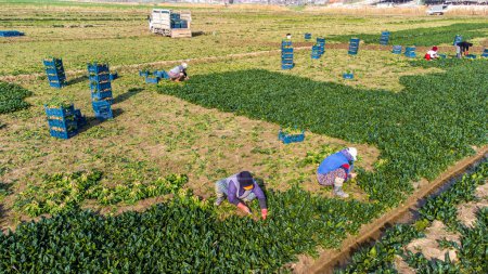 Téléchargez les photos : Seyrek - Foca - Izmir - Turkey, January 25, 2023, Seasonal workers working in a spinach field. - en image libre de droit