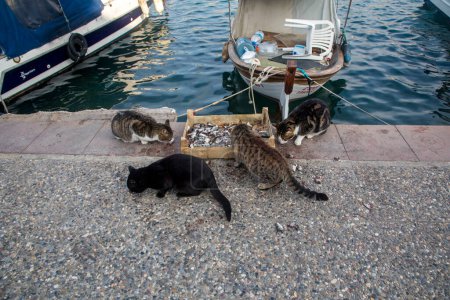 Foto de Foca - Izmir - Turquía, 28 de enero de 2023, Gatos comiendo pescado frente a barcos en el puerto - Imagen libre de derechos