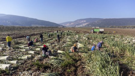 Foto de Torbali - Izmir - Turkey, January 24, 2023, Seasonal workers working in a leek field - Imagen libre de derechos