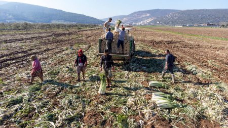 Foto de Torbali - Izmir - Turkey, January 24, 2023, Seasonal workers working in a leek field - Imagen libre de derechos