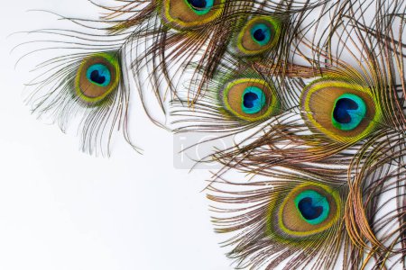 Foto de Plumas de pavo real coloridas y artísticas. Esta es una foto macro de la disposición de plumas de pavo real brillantes. - Imagen libre de derechos