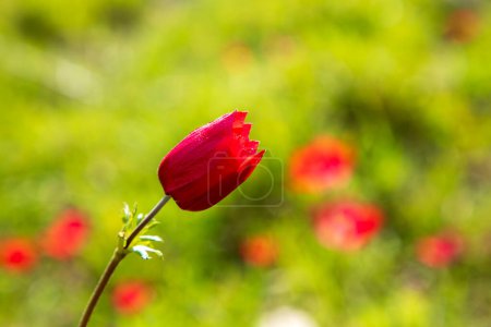 Téléchargez les photos : Red anemone flower in nature - en image libre de droit
