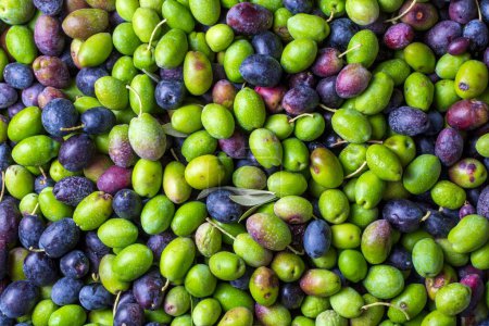 Téléchargez les photos : Olives vertes et noires avec fond de texture de feuilles - en image libre de droit