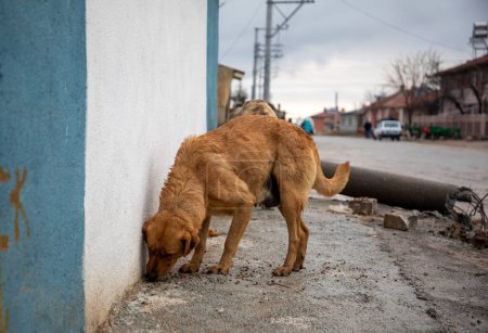 Téléchargez les photos : Stray dog  - alone life waiting for food - en image libre de droit