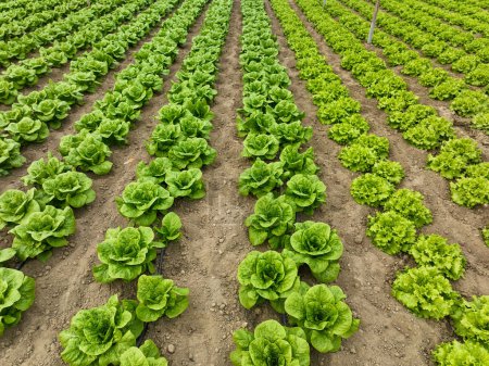 Téléchargez les photos : Natural lettuce grown in greenhouse . Organic agriculture, Izmir - Turkey - en image libre de droit