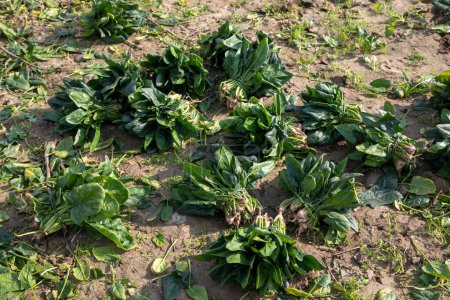 Téléchargez les photos : Fresh spinach freshly harvested from the field. Izmir - Turkey - en image libre de droit