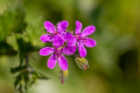 Photo for Wild flower in nature, scientific name; Erodium malacoides - Royalty Free Image