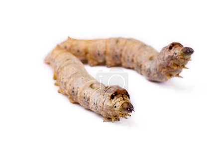 Foto de El gusano de seda es la larva o oruga de la polilla de seda doméstica, Bombyx mori. Es un insecto económicamente importante, siendo un productor primario de seda.. - Imagen libre de derechos