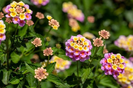 Téléchargez les photos : Fermez Lantana Camara. Série de fleurs d'été, belle camara Lantana. Lantana ou sauge sauvage ou tissu d'or ou de fleur de camara Lantana dans le jardin - en image libre de droit