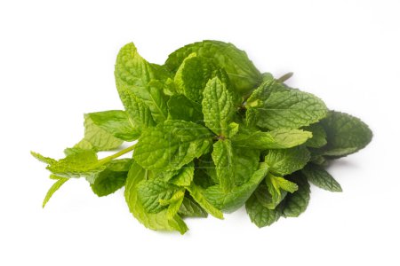 Photo for Green fresh mint on the white background - Royalty Free Image