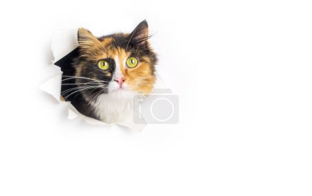 Téléchargez les photos : Mignon calico chat animal grimpe avec patte de cadre trou de papier isolé sur fond de couleur blanche. Calico chat animal de compagnie jette un coup d'oeil hors du trou avec intérêt. Concept minimal créatif. - en image libre de droit