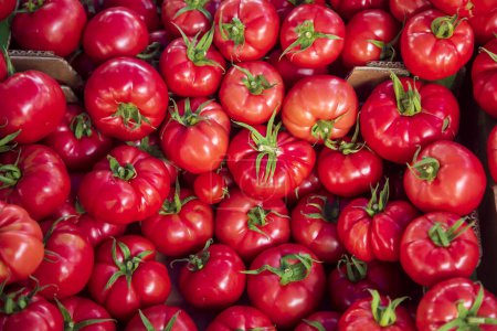 Foto de Tomates frescos alineados en el mostrador del supermercado. - Imagen libre de derechos