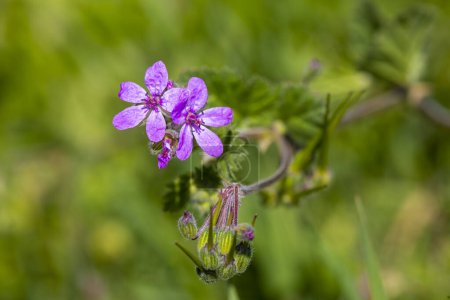 Téléchargez les photos : Fleur sauvage dans la nature, nom scientifique ; Erodium malacoides - en image libre de droit