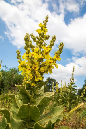 Téléchargez les photos : Fond de fleurs de molène (Verbascum densiflorum) Inflorescence de fleurs de molène de prairie jaune à la lumière du soleil du jour - en image libre de droit