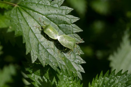 Foto de Insectos verdes apareándose en la hoja en la naturaleza. Nombre científico; Pentatomidae - Imagen libre de derechos