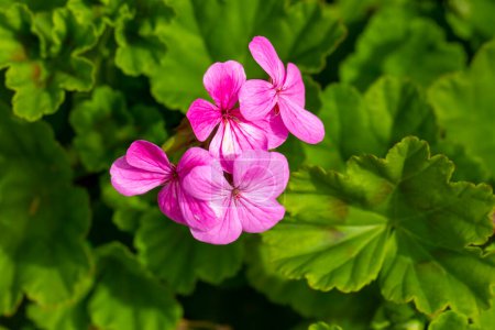 Photo for Pink geranium flower in the garden. Geranium (Scented-Leaved Geranium) is from the Geraniaceae family. - Royalty Free Image
