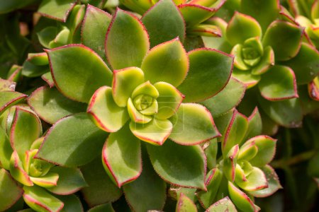 Photo for Aeonium haworthii 'Dream Color', commonly known as Kiwi Aeonium, has shades of light green, cream and red. - Royalty Free Image