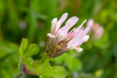 Photo for Wild flower, scientific name; Trifolium clypeatum - Royalty Free Image