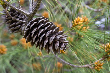 Photo for Pine tree and pine cone - Royalty Free Image