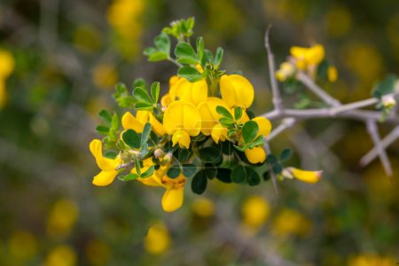 Photo for Wild yellow flower, scientific name; Cytisus spinosus or Hippocrepis emerus - Royalty Free Image