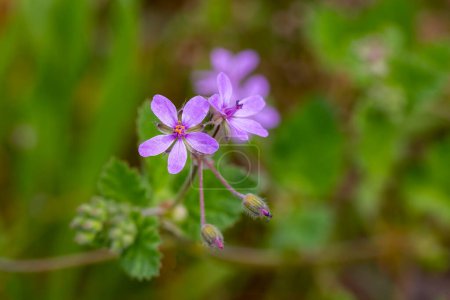 Téléchargez les photos : Wild flower in nature, scientific name; Erodium malacoides - en image libre de droit
